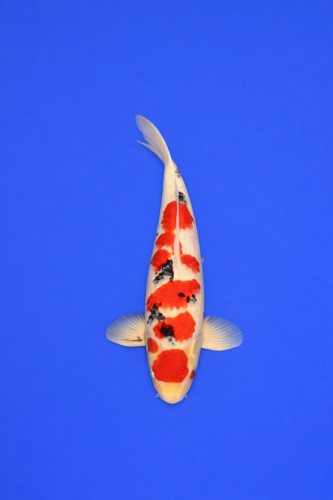 5B42B1E0-42E4-4500-9162-DFBDFAA30890