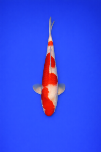 5B5C1DE9-2B51-4559-9643-EF51826900C4