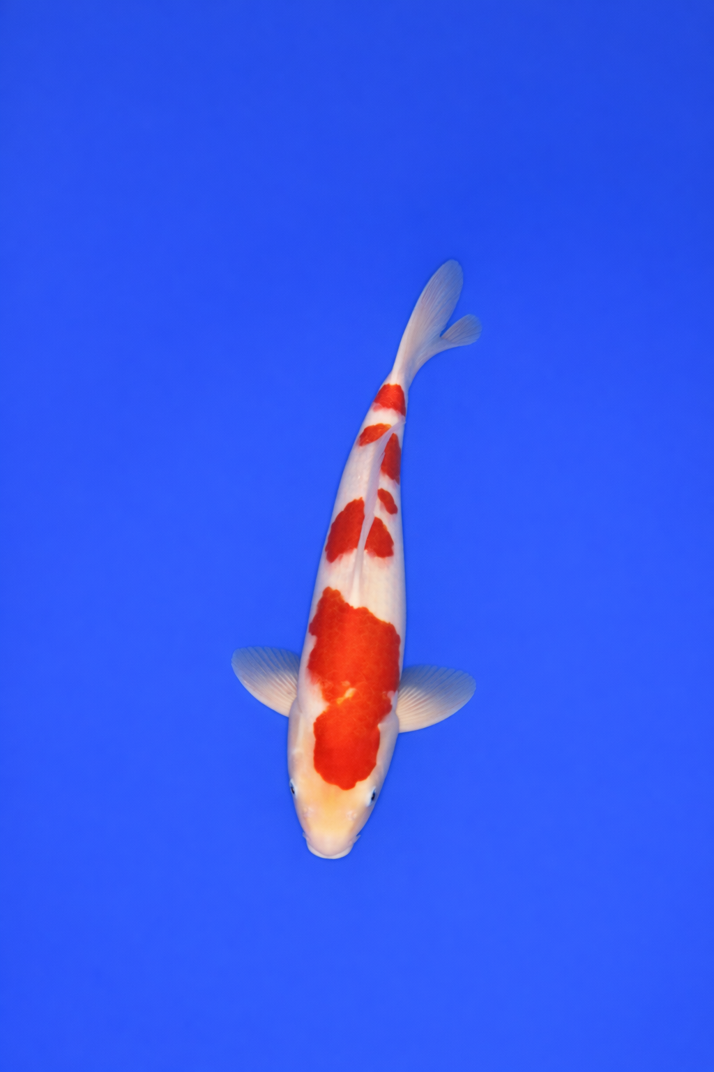 5C13DC13-CB0F-4D99-B6CC-9F5A16FED74E