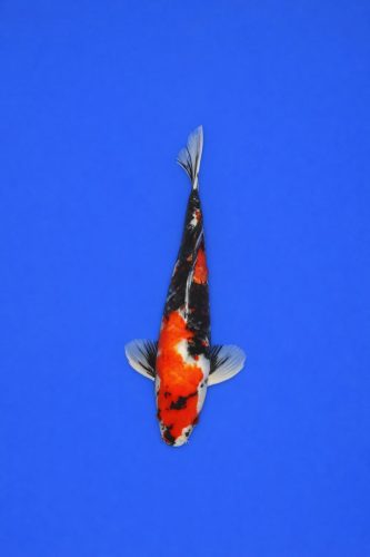 5d36caae-cab7-402a-8b7b-6059d668a726