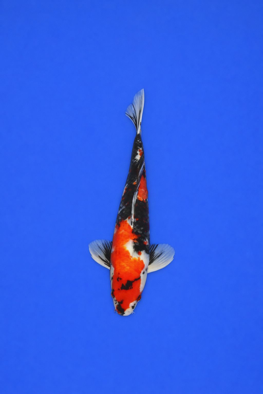 5d36caae-cab7-402a-8b7b-6059d668a726