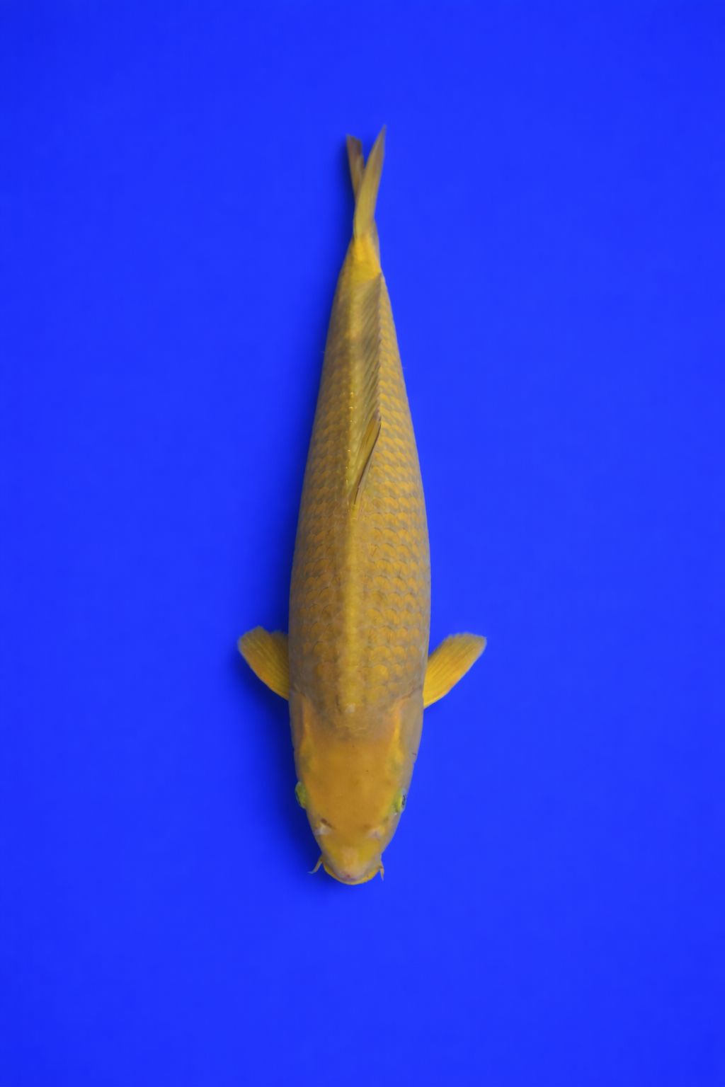 5e3c8e49-b1f9-4250-ba4b-be39fc2b6d53