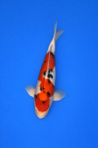 6366FFDC-D679-44EA-8C00-8EB768BDACEE