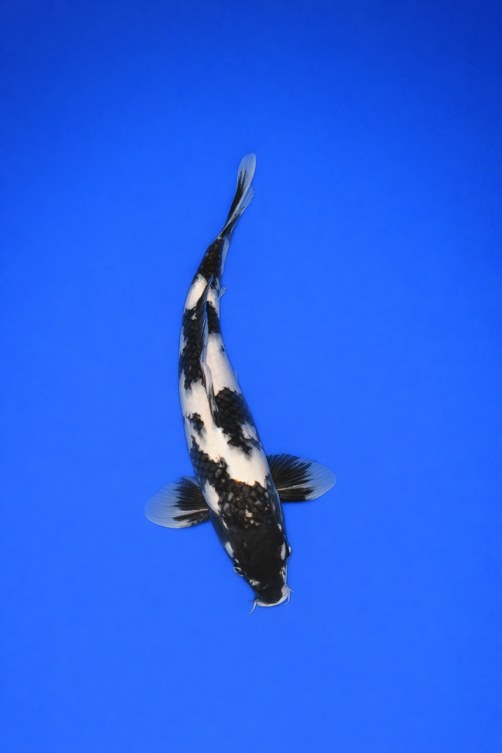 65278EBB-BC47-421F-BDBE-745A9F839594