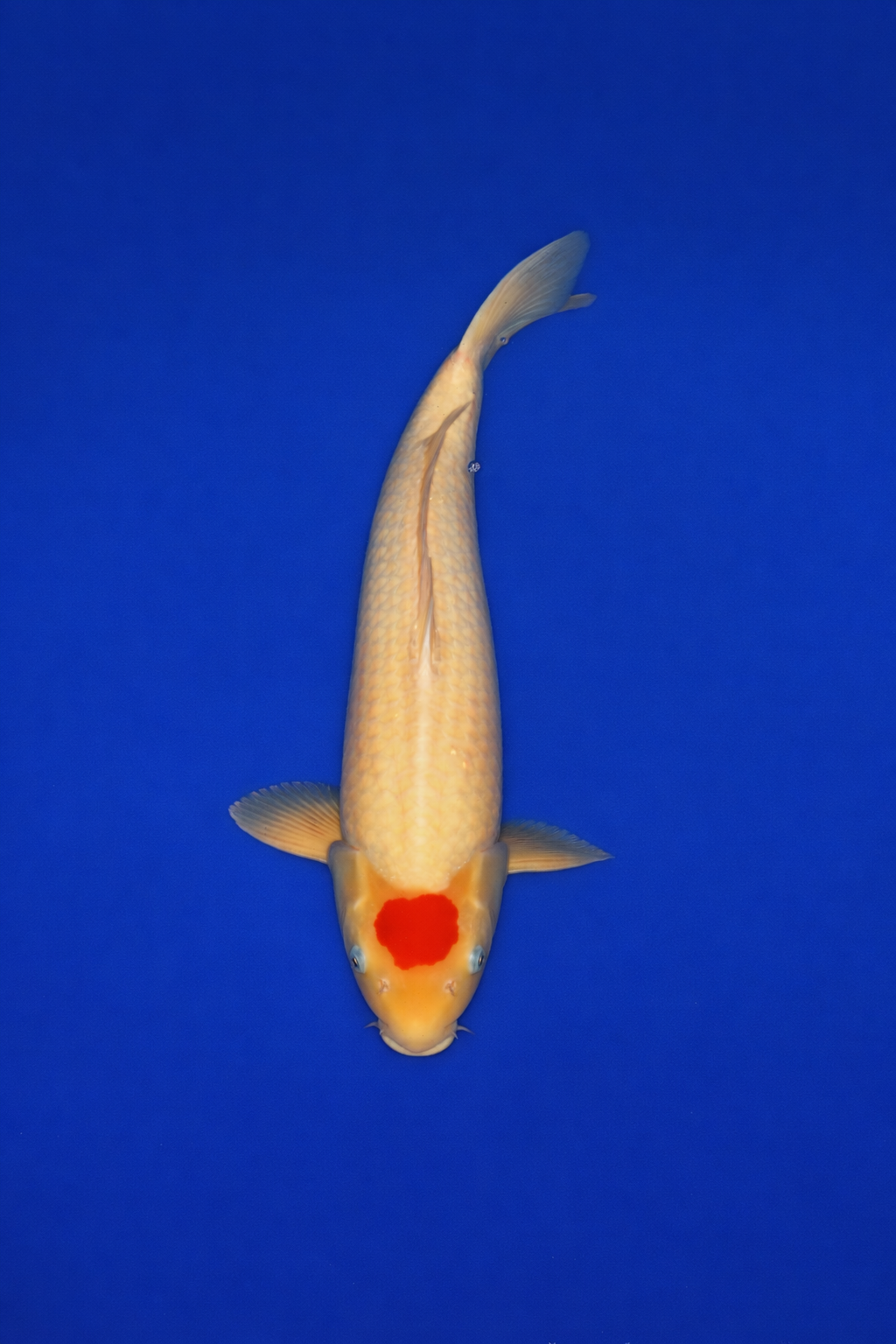 6B279DFA-7C22-4120-96DF-797D1FF90855