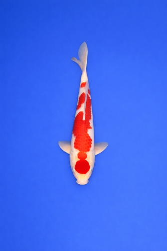 6F8F8990-AF7A-4EA5-9FA7-59D13BBFA4C4