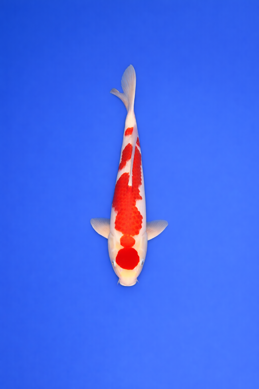 6F8F8990-AF7A-4EA5-9FA7-59D13BBFA4C4