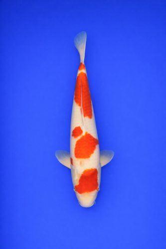 6c6e6c58-7898-4fb4-9f70-10432b1bf21b