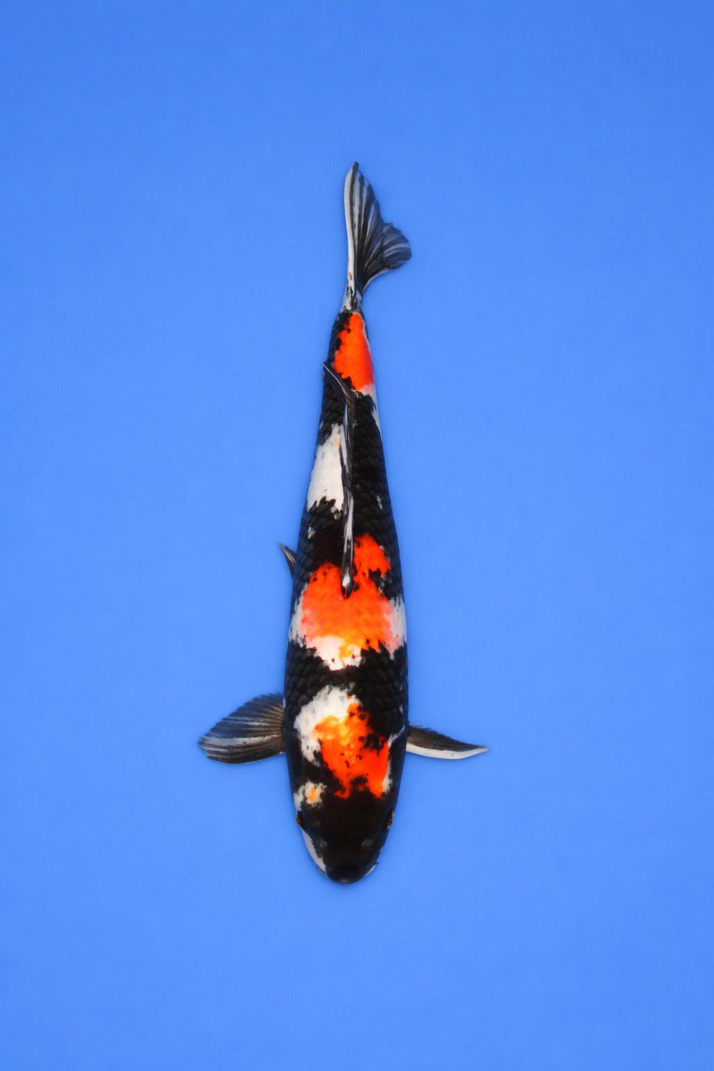 6f687e63-260d-4488-bfab-eb694f8cd9cb