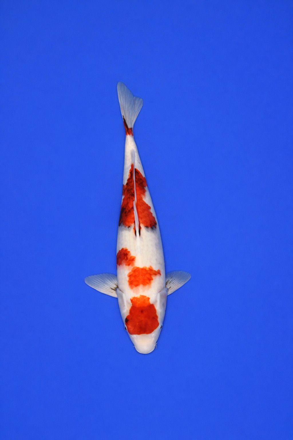 71d108d3-d98d-48fc-8d5f-054138f4918c 71d108d3-d98d-48fc-8d5f-054138f4918c