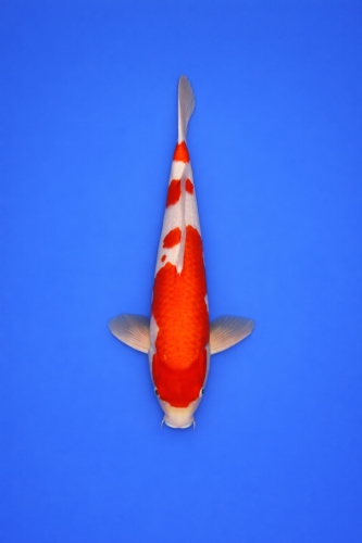 76AEE596-AD78-44B0-8CE4-DC06954315C9