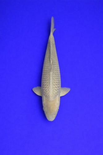 772df862-2d22-4b7e-95ce-19501685e56f