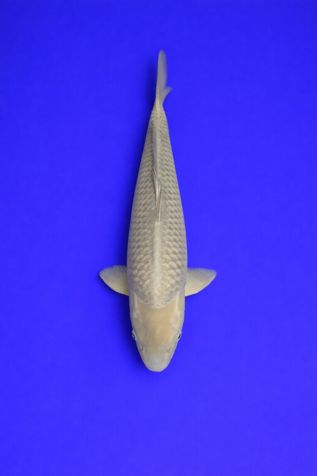 772df862-2d22-4b7e-95ce-19501685e56f