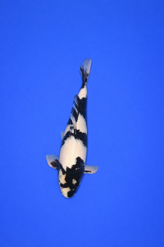 7E0A0133-4828-4A92-B001-456F0E4C3BB5