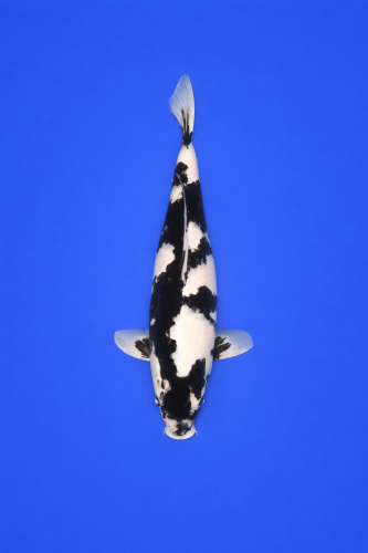 7F9E6DD3-DA17-4181-84C8-1C711AD83AF5