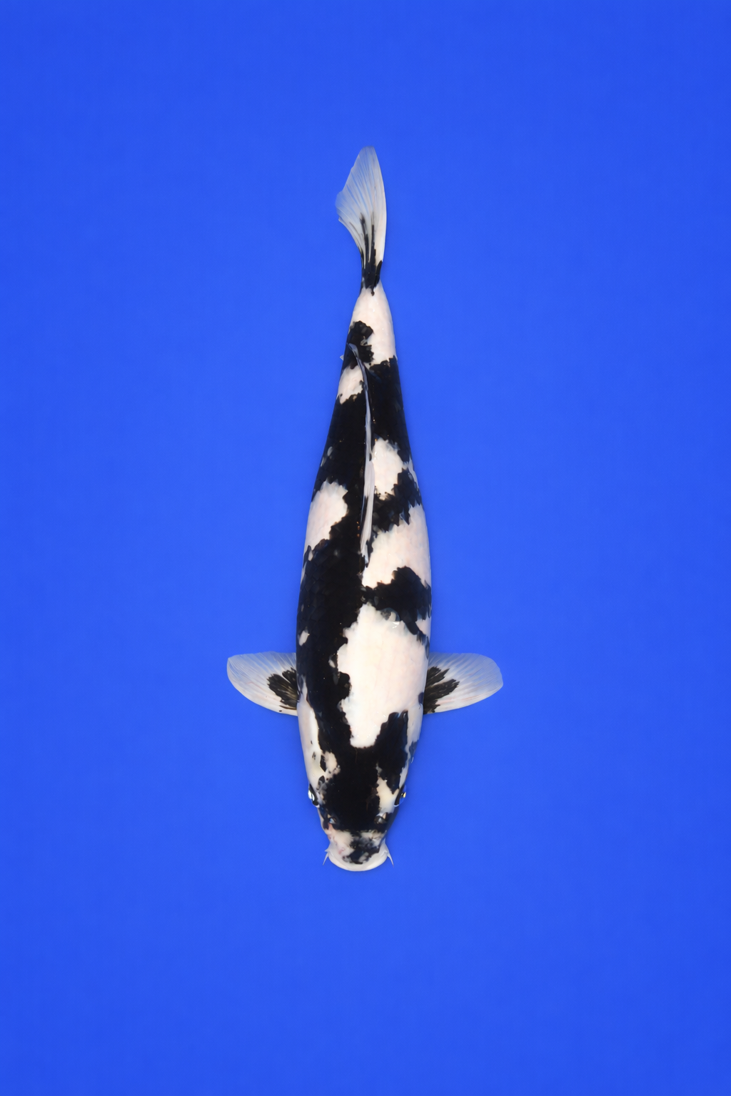 7F9E6DD3-DA17-4181-84C8-1C711AD83AF5