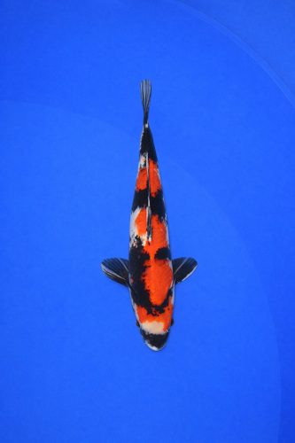 7a37fa30-7bb3-4544-9ec7-d40133137ade