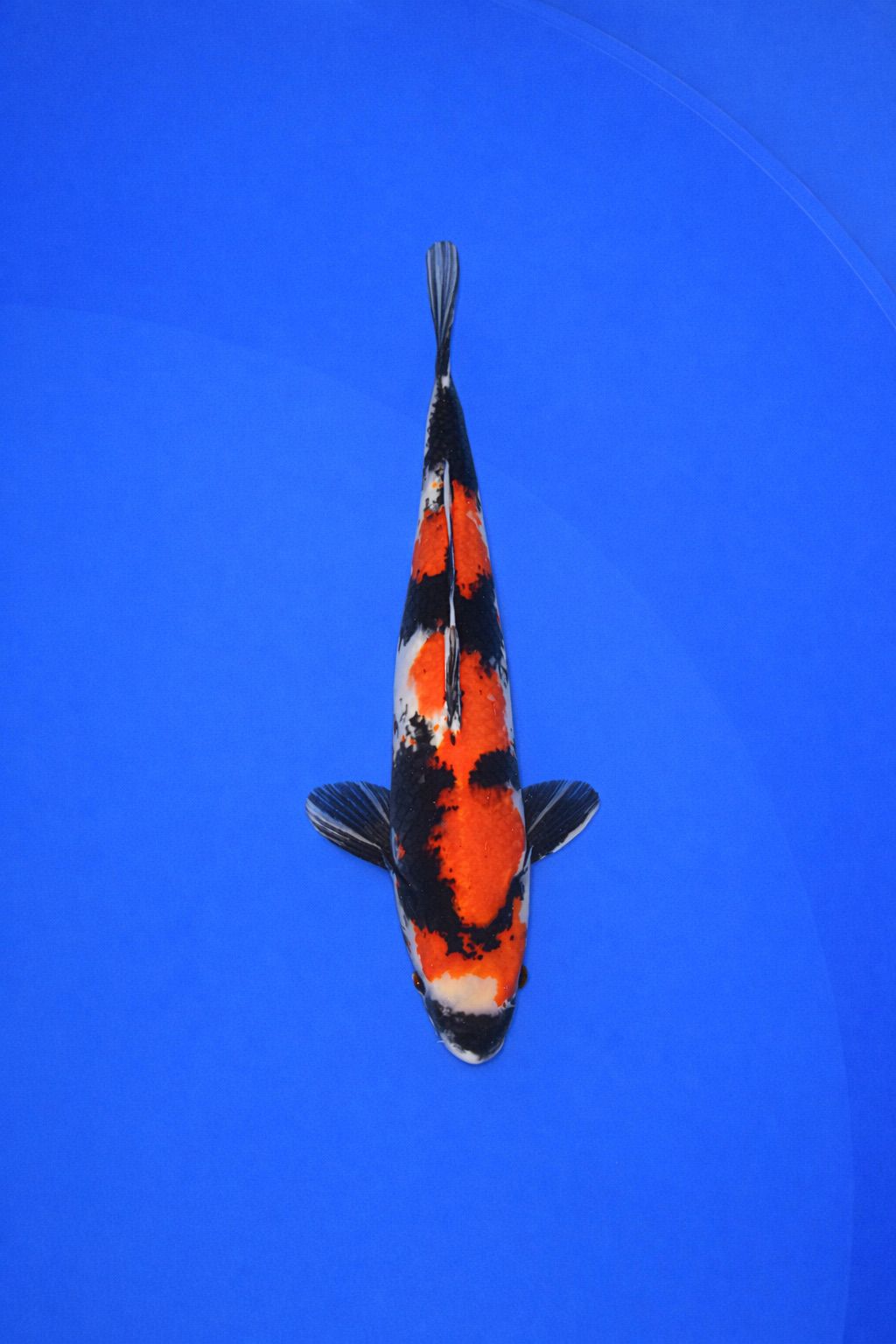 7a37fa30-7bb3-4544-9ec7-d40133137ade