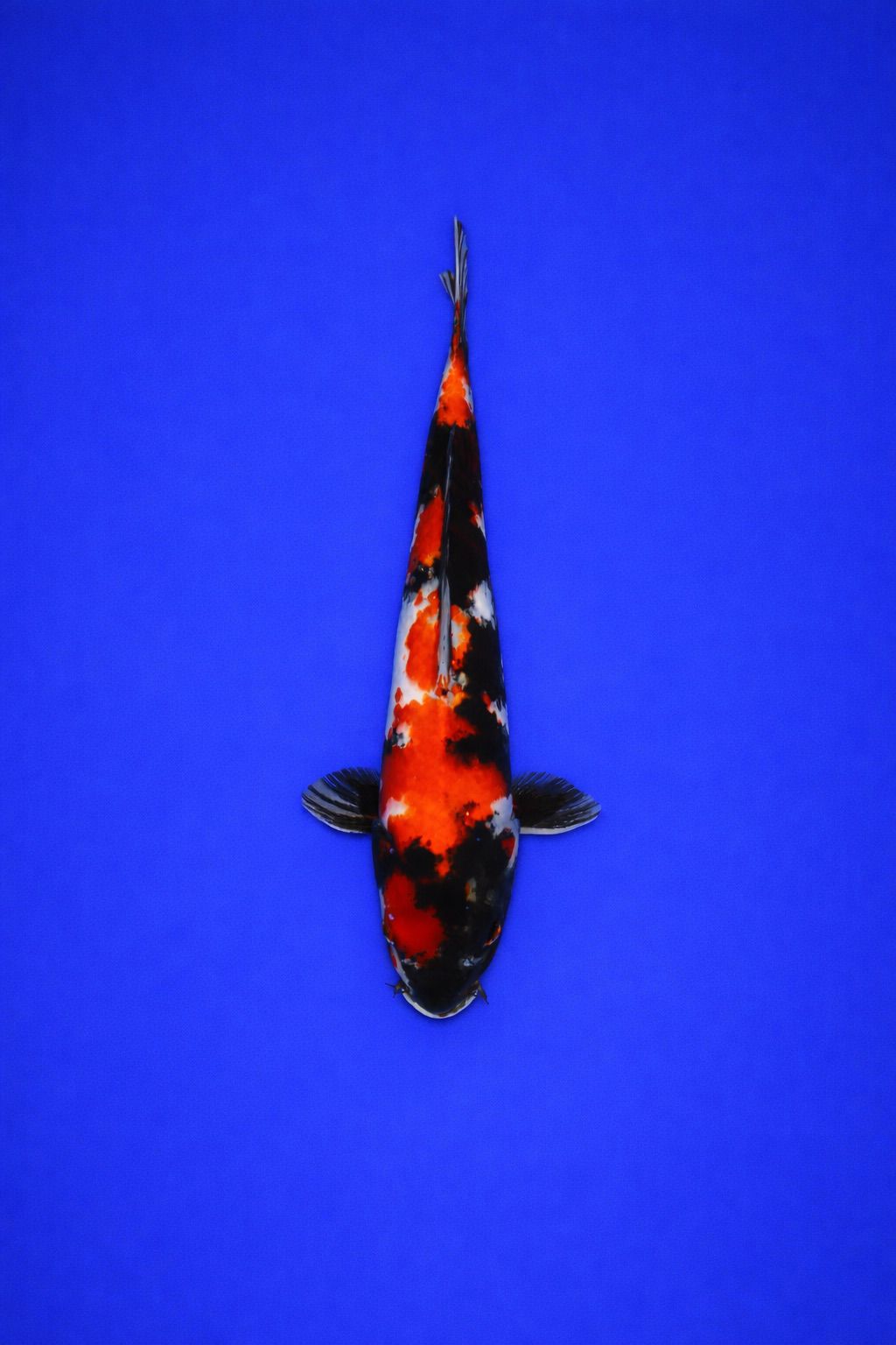 7ae6f845-8ecf-43d2-bfa9-363e6b6a0164