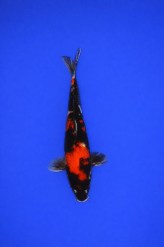 7b72f80a-e3b6-4c4e-b6c8-eb650705d4c2