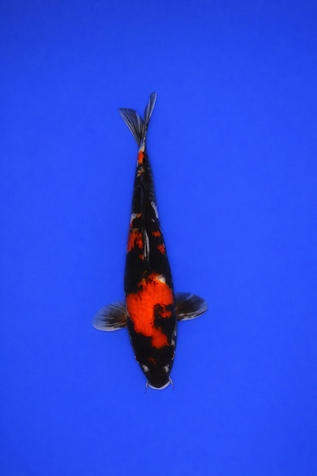 7b72f80a-e3b6-4c4e-b6c8-eb650705d4c2