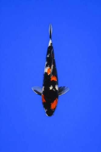 7ddaea75-ff86-436a-bd57-60af59a29203