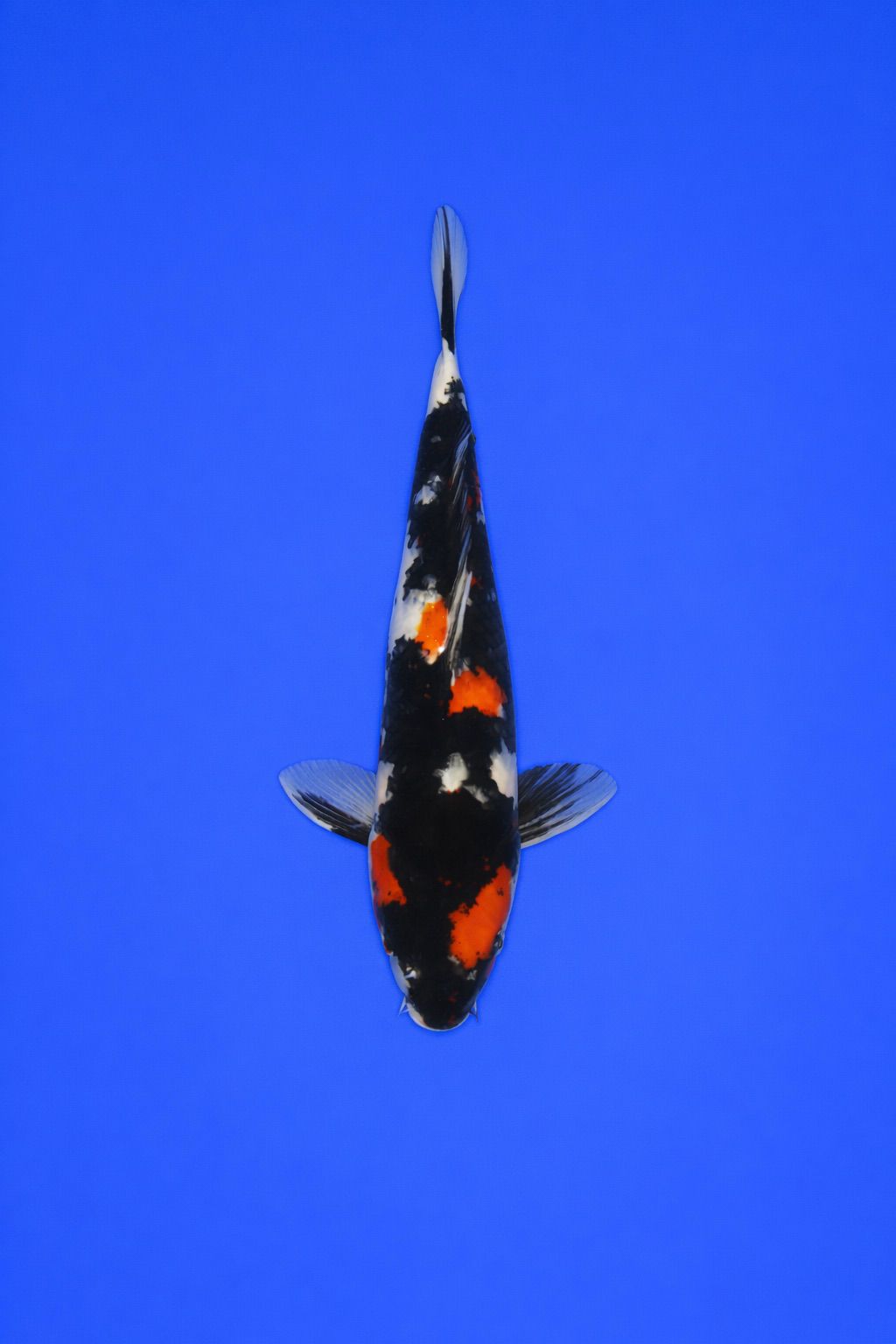 7ddaea75-ff86-436a-bd57-60af59a29203