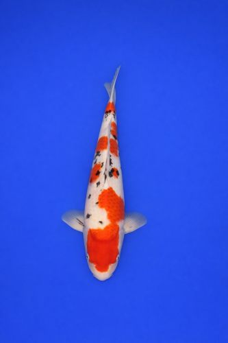 83D651F8-46C8-4F9D-9144-32B63AEA9D07