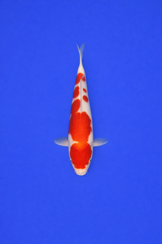 87D3C633-9941-4CCB-B9D4-3026DFC1BF6D