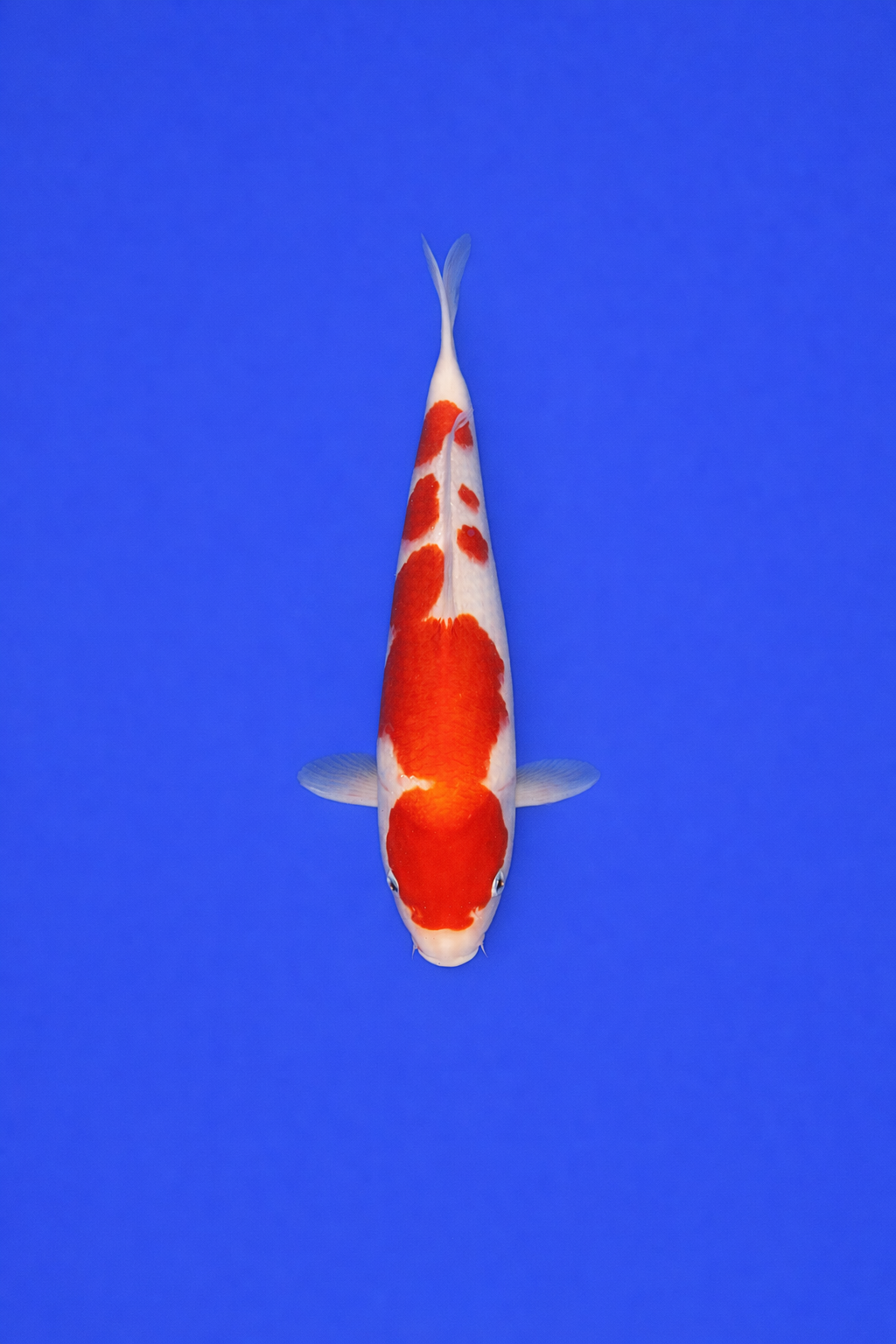 87D3C633-9941-4CCB-B9D4-3026DFC1BF6D