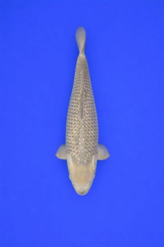 8a3f2762-add4-490e-973c-befcc95056f7 8a3f2762-add4-490e-973c-befcc95056f7