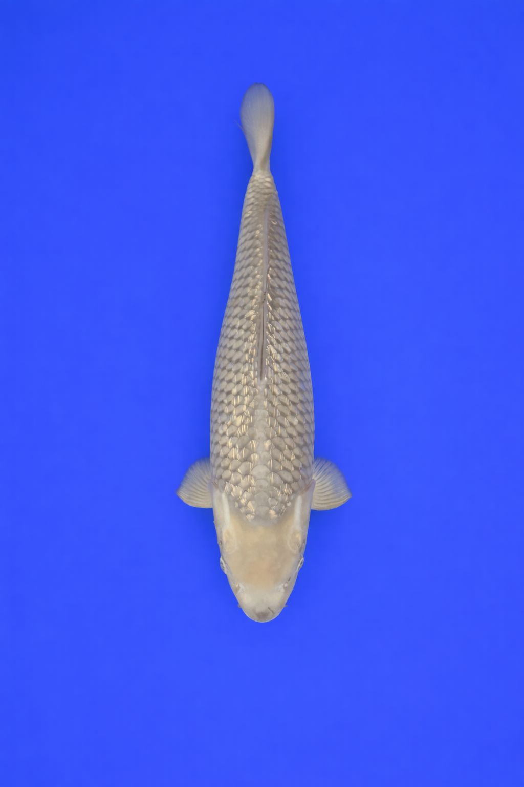 8a3f2762-add4-490e-973c-befcc95056f7 8a3f2762-add4-490e-973c-befcc95056f7