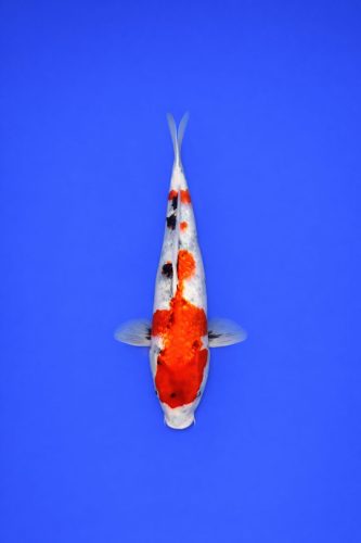 8b61f8f1-37e7-4fca-a623-0d10ecb824c5