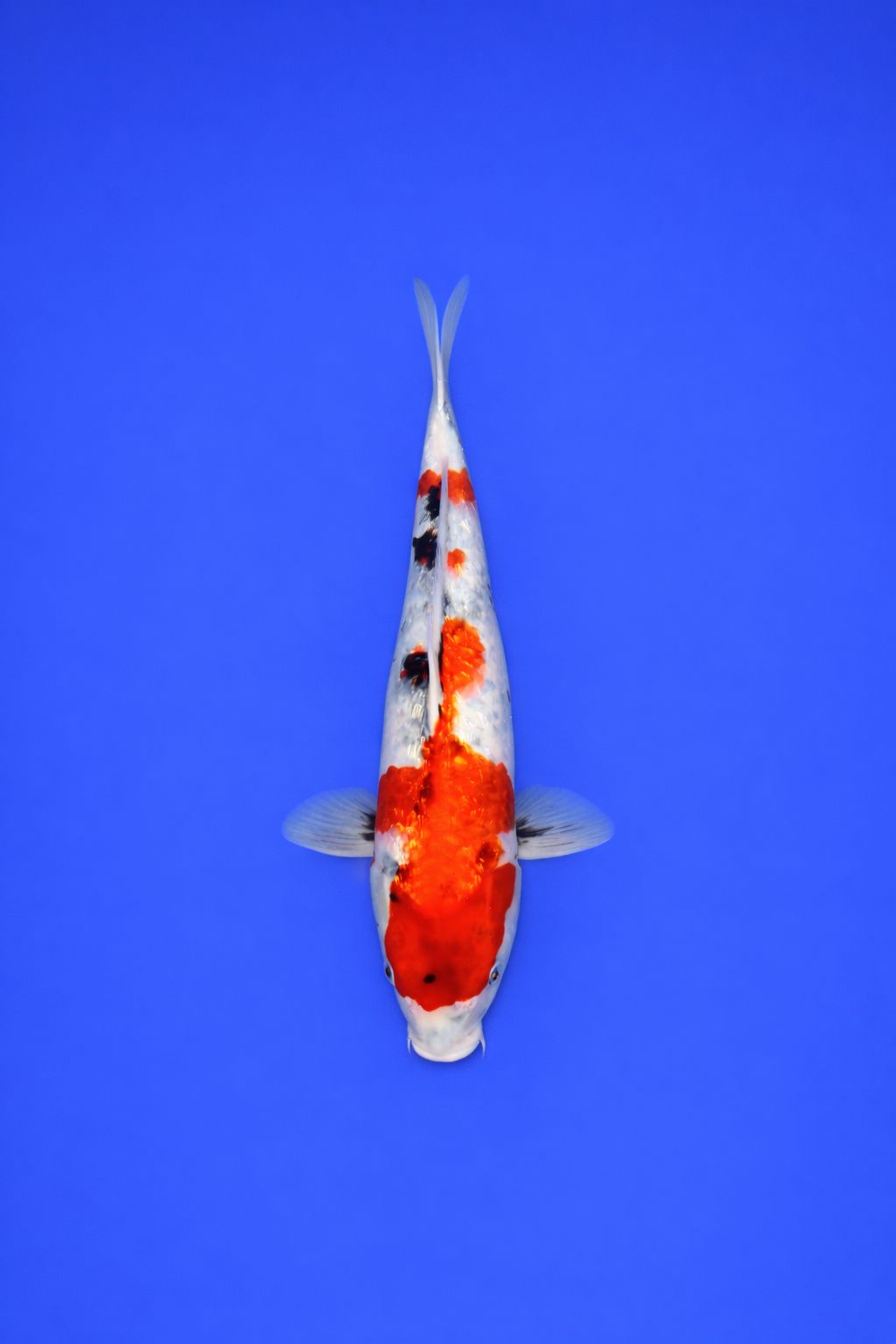 8b61f8f1-37e7-4fca-a623-0d10ecb824c5