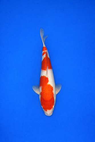 90A4DD03-6A66-4073-9DA1-121EC739CB08