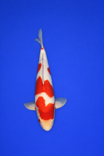 92582DF8-BF43-49B4-A644-3D8FB03F63BC