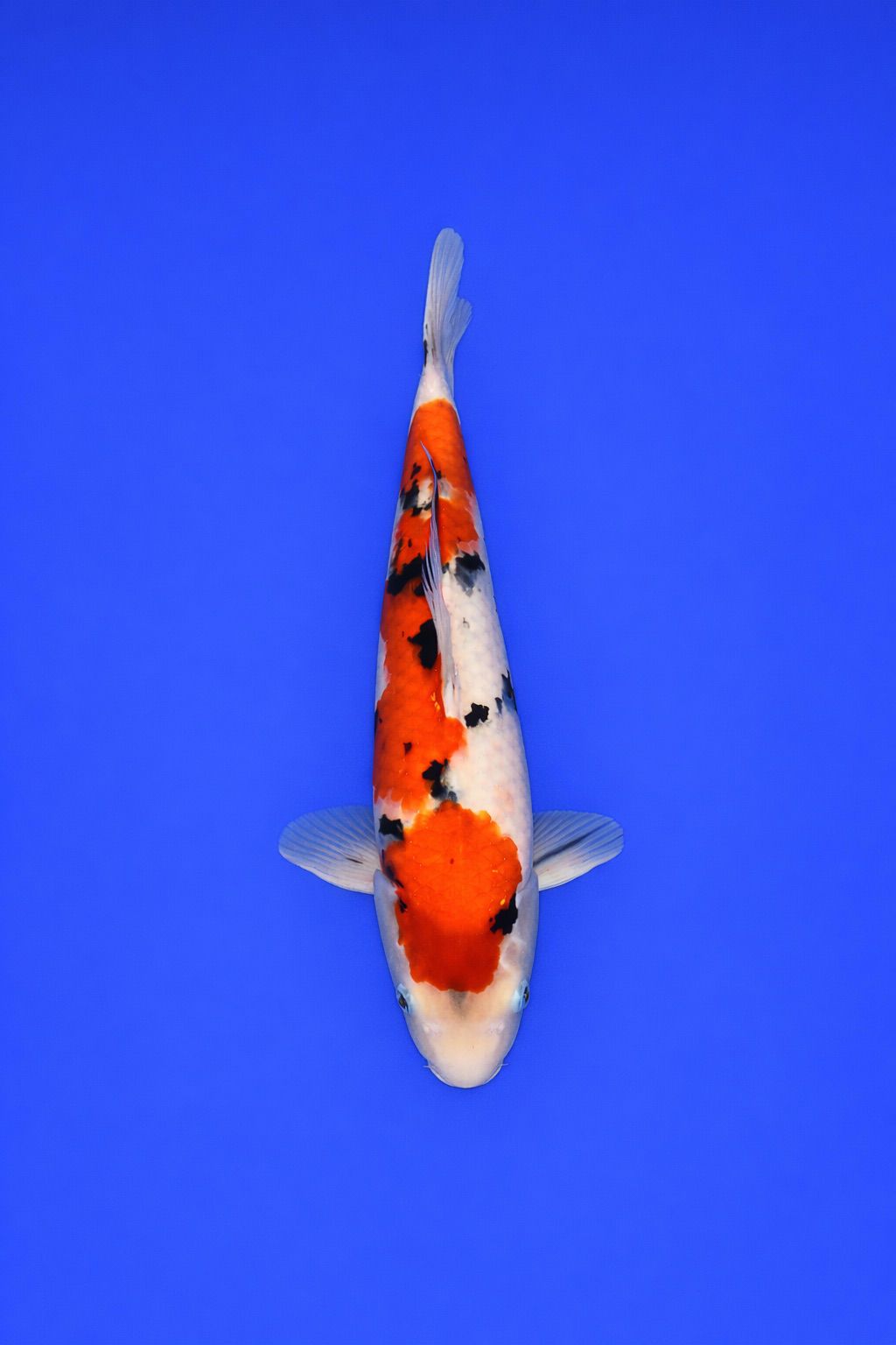 929ef990-5402-44d6-a88d-c93779e78a89 929ef990-5402-44d6-a88d-c93779e78a89