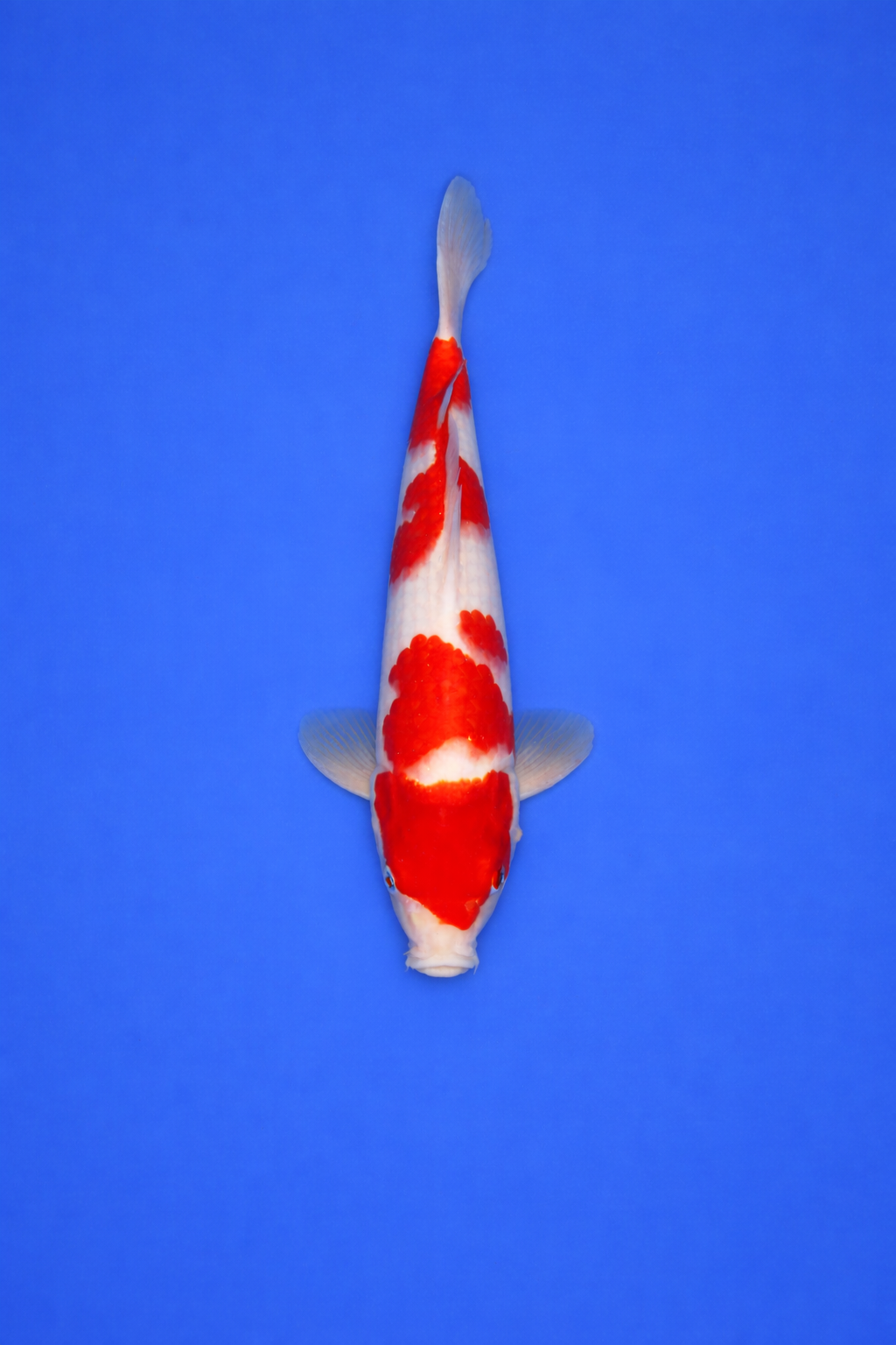 933AA5CA-F644-4EDC-B7A9-9325BE6C1118