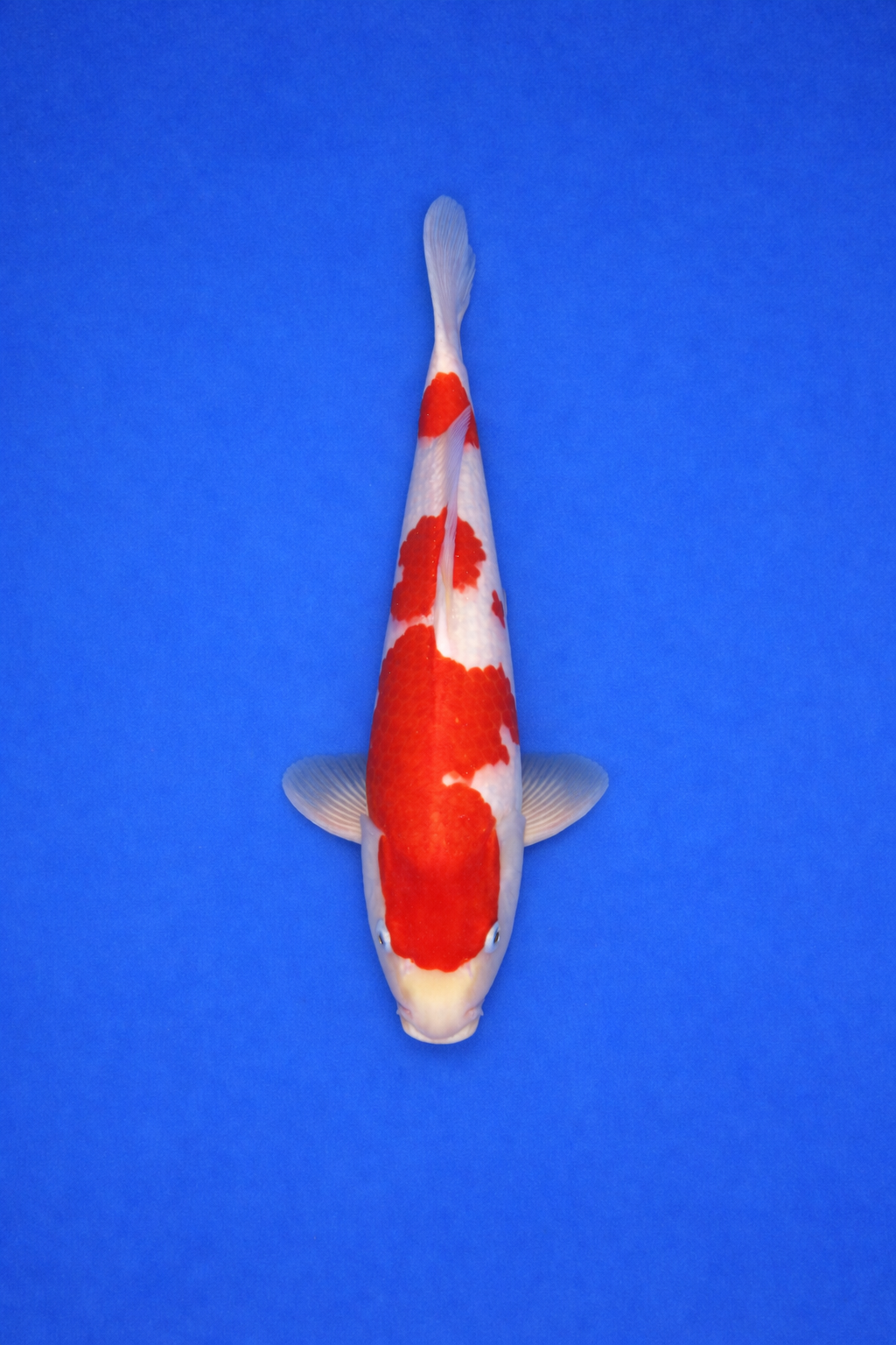 94D5B7FD-3510-4E78-98C2-9A2CBA82D3F7