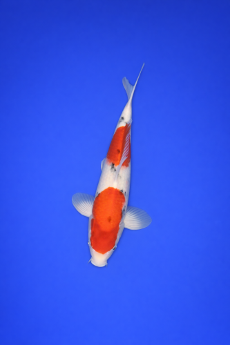 95A003A1-E71D-4B38-809E-69C07E2F86F7