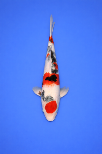 97C691AE-1060-4945-B942-A58DD0BD675C