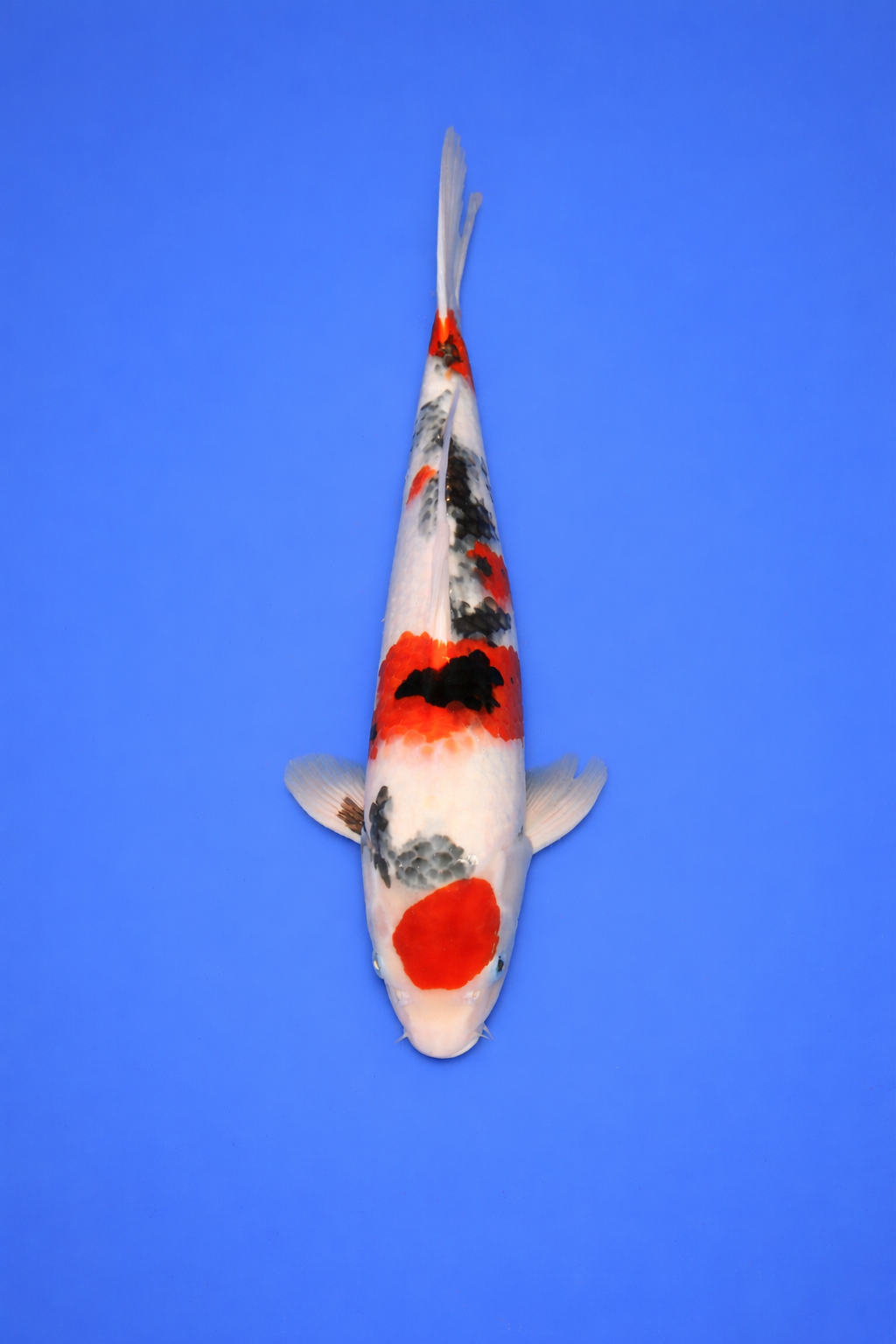 97C691AE-1060-4945-B942-A58DD0BD675C