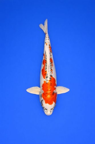 97af4de6-0970-4311-bd46-f7748be56478 97af4de6-0970-4311-bd46-f7748be56478