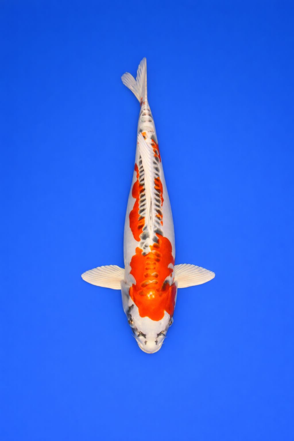 97af4de6-0970-4311-bd46-f7748be56478 97af4de6-0970-4311-bd46-f7748be56478