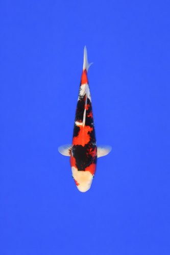 9e85b9ca-c573-45ae-af34-40c6c2668e89