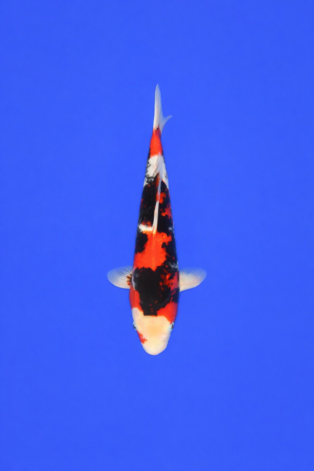 9e85b9ca-c573-45ae-af34-40c6c2668e89