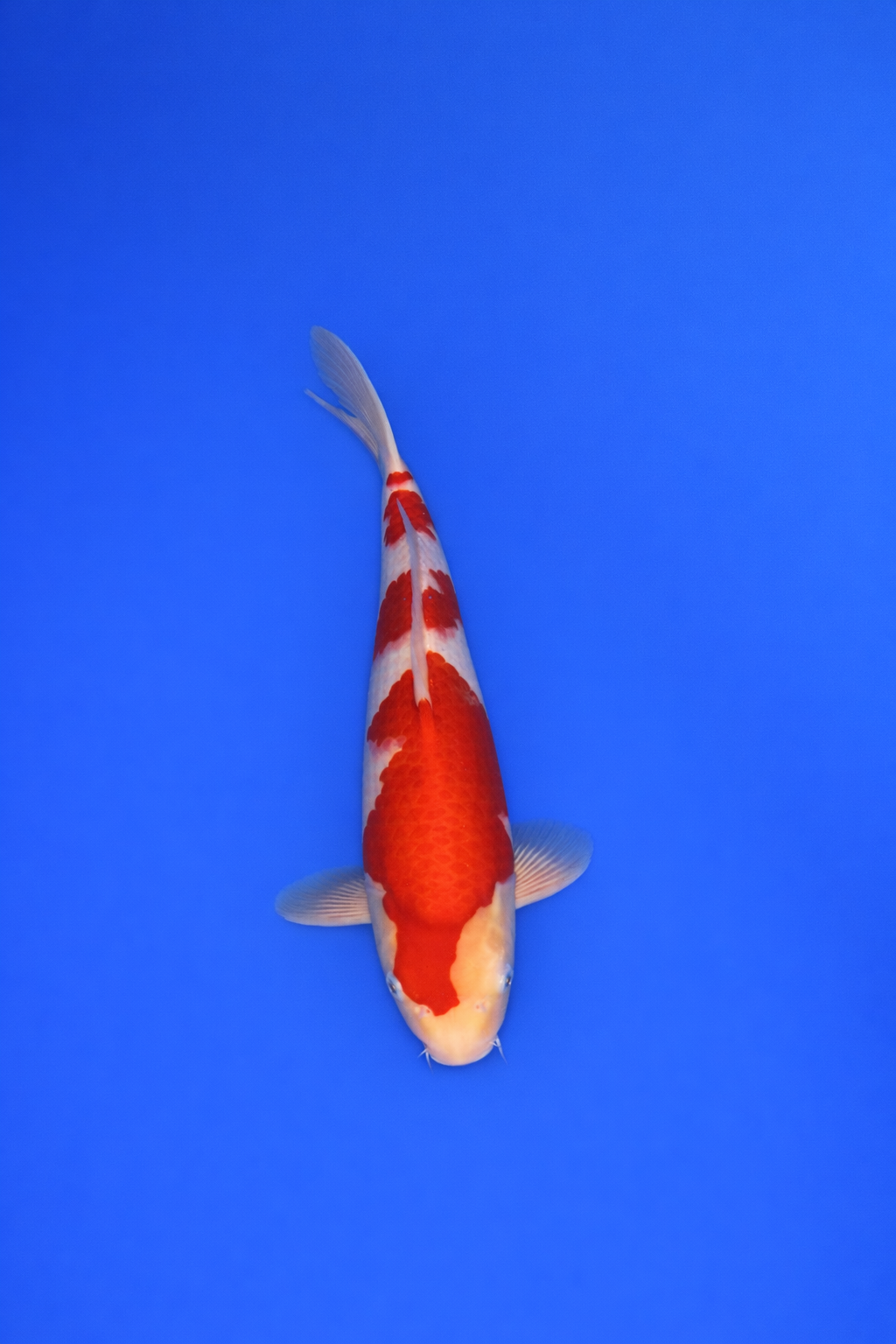 A0305AC7-52A6-414F-98B6-A2D671DF3083 A0305AC7-52A6-414F-98B6-A2D671DF3083