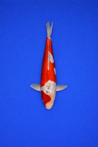 AAO - 056 - 495EUR (niet in lightspeed) AAO - 056 - 495EUR (niet in lightspeed)