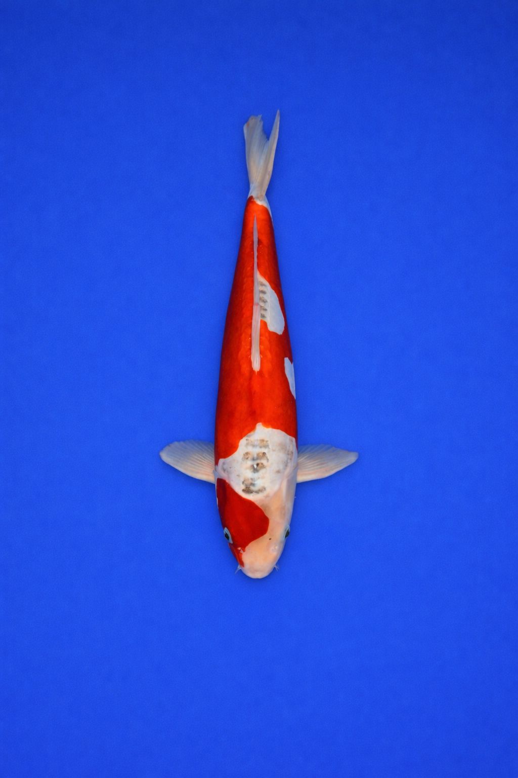 AAO - 056 - 495EUR (niet in lightspeed) AAO - 056 - 495EUR (niet in lightspeed)