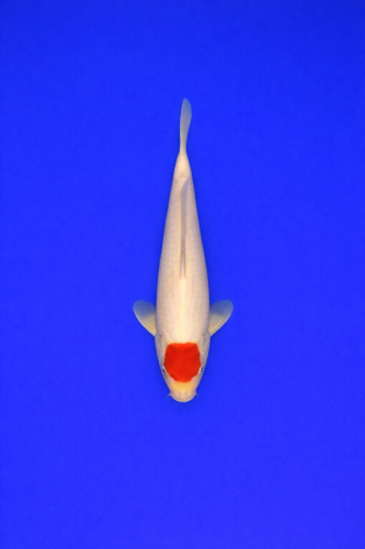 AD4E0D4E-CDDF-456E-B926-74DA4E5E6209